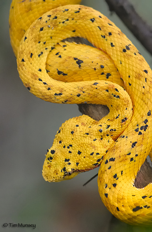 Eyelash Viper